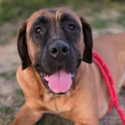 Shelter Stray Female Dog last seen Near, 5001 E Raymond St, Indianapolis, IN 46203, USA