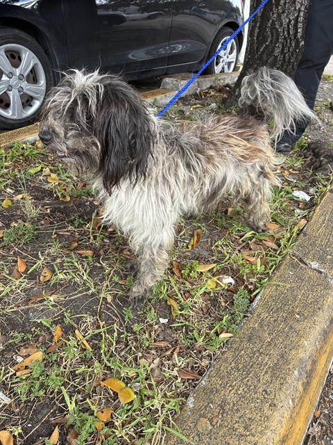 Shelter Stray Male Dog last seen Near BLOCK PALM AVE, 3599 NW 79th Ave, Doral, FL 33122, USA