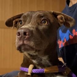 Shelter Stray Male Dog last seen Near, 5001 E Raymond St, Indianapolis, IN 46203, USA