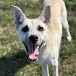 Shelter Stray Female Dog last seen Near, 5001 E Raymond St, Indianapolis, IN 46203, USA