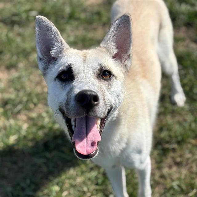 Shelter Stray Female Dog last seen Near, 5001 E Raymond St, Indianapolis, IN 46203, USA