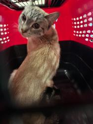 Shelter Stray Female Cat last seen BUCKLEY AND ILIFF ABANDONED AT APARTMENT, 12155 Park Blvd, Brighton, CO 80601, USA