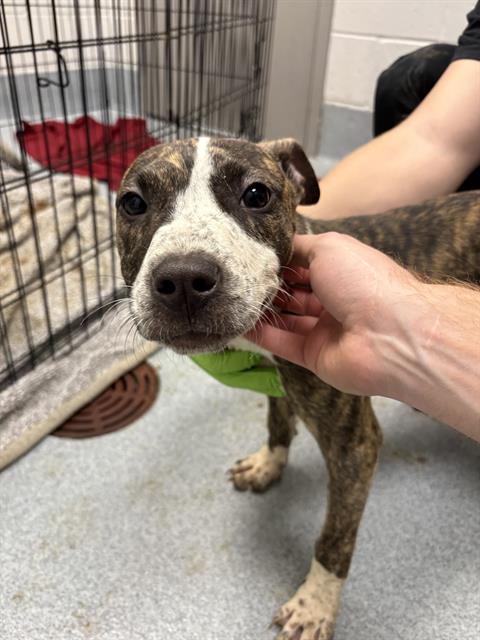 Shelter Stray Female Dog last seen Near, 5001 E Raymond St, Indianapolis, IN 46203, USA
