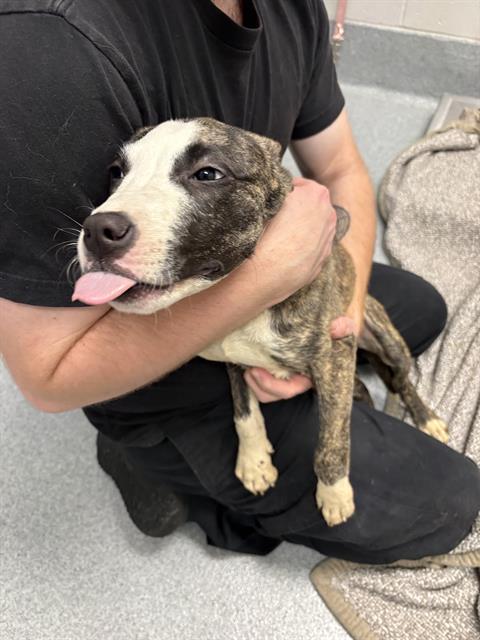 Shelter Stray Female Dog last seen Near, 5001 E Raymond St, Indianapolis, IN 46203, USA