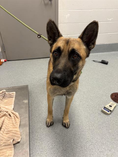 Shelter Stray Male Dog last seen Near, 5001 E Raymond St, Indianapolis, IN 46203, USA