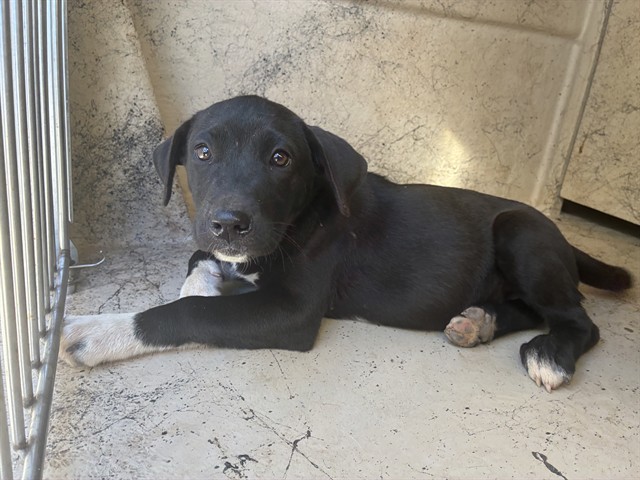Shelter Stray Female Dog last seen SE 104TH / S MIDWEST BLVD, 2811 SE 29th St, Oklahoma City, OK 73129, USA