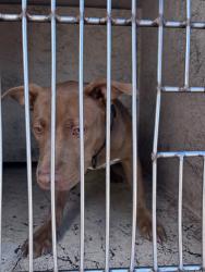Shelter Stray Female Dog last seen Near BLOCK SW 52ND ST, 2811 SE 29th St, Oklahoma City, OK 73129, USA
