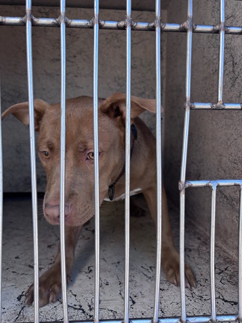 Shelter Stray Female Dog last seen Near BLOCK SW 52ND ST, 2811 SE 29th St, Oklahoma City, OK 73129, USA