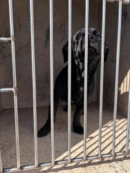 Shelter Stray Male Dog last seen Near BLOCK SW 52ND ST, 2811 SE 29th St, Oklahoma City, OK 73129, USA
