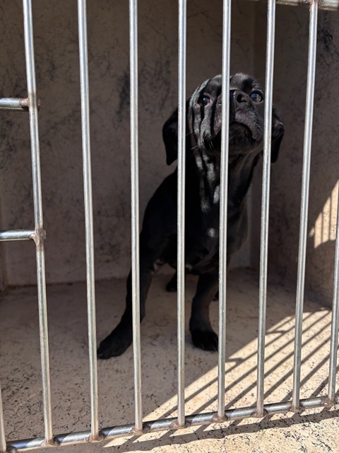Shelter Stray Male Dog last seen Near BLOCK SW 52ND ST, 2811 SE 29th St, Oklahoma City, OK 73129, USA