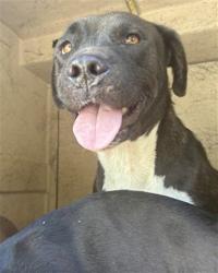 Shelter Stray Female Dog last seen SE 104TH / S MIDWEST BLVD, 2811 SE 29th St, Oklahoma City, OK 73129, USA