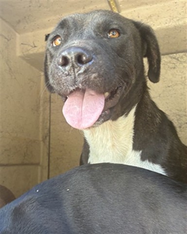 Shelter Stray Female Dog last seen SE 104TH / S MIDWEST BLVD, 2811 SE 29th St, Oklahoma City, OK 73129, USA