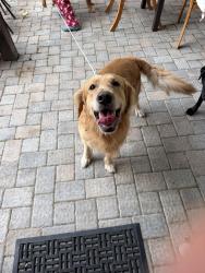 Found/Stray Male Dog last seen Summitview and north 84th, Yakima, WA 98908