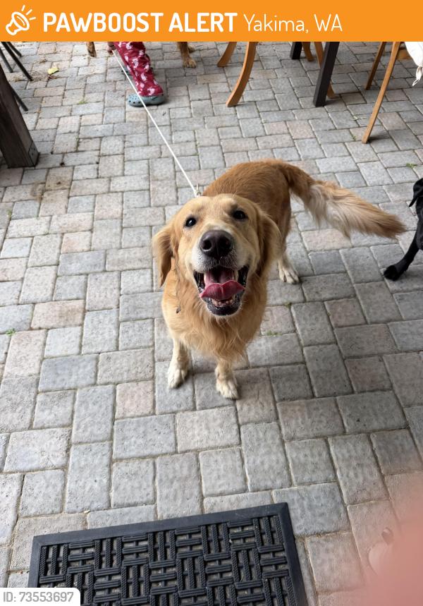 Found/Stray Male Dog last seen Summitview and north 84th, Yakima, WA 98908