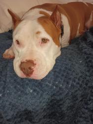 Found/Stray Female Dog last seen Ross' Grant Rd and Craycroft Rd, Tucson, AZ 85712