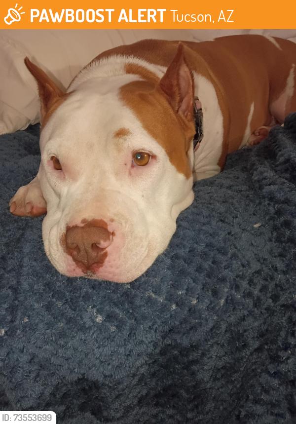 Found/Stray Female Dog last seen Ross' Grant Rd and Craycroft Rd, Tucson, AZ 85712