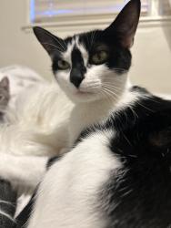 Reunited Female Cat last seen Barton rd and Richardson st, Loma Linda, CA 92354