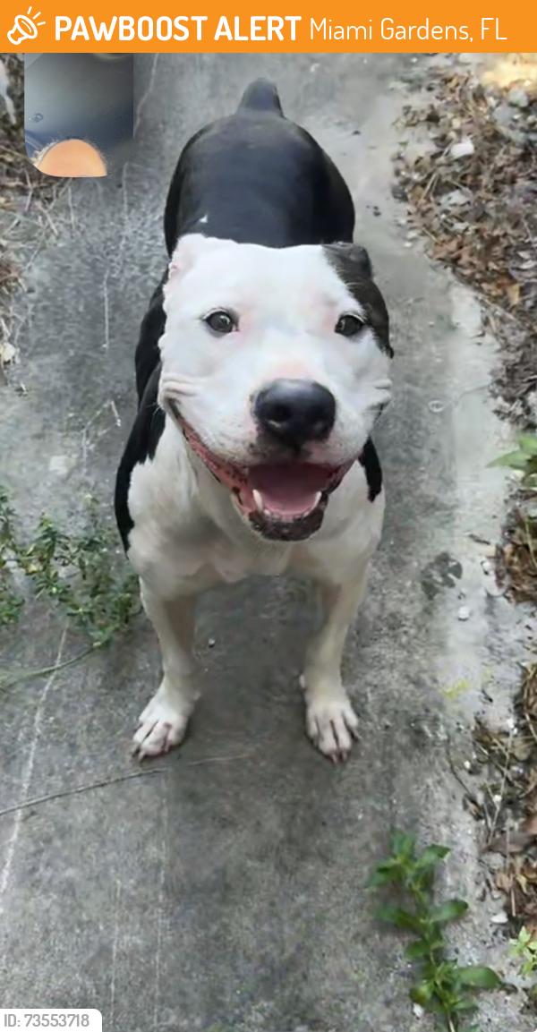 Found/Stray Female Dog last seen Nw 57th ave, Miami Gardens, FL 33055