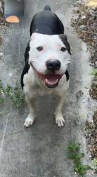 Found/Stray Female Dog last seen Nw 57th ave, Miami Gardens, FL 33055