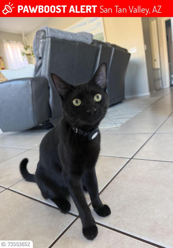 Lost Male Cat last seen E Rolls circle, San Tan Valley, AZ 85243
