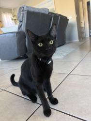Lost Male Cat last seen E Rolls circle, San Tan Valley, AZ 85243