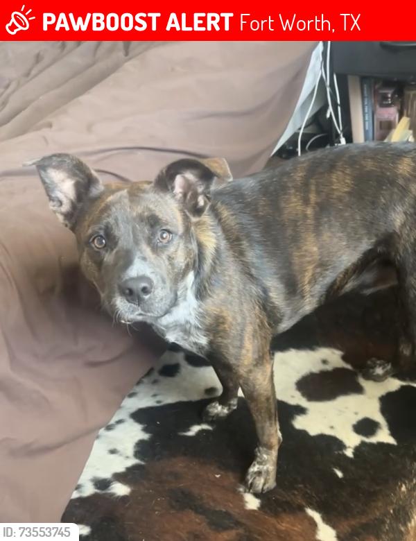 Lost Female Dog last seen Cindy ln, Fort Worth, TX 76135