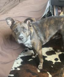 Lost Female Dog last seen Cindy ln, Fort Worth, TX 76135