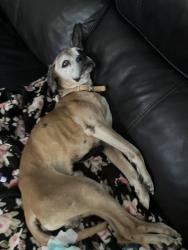 Reunited Male Dog last seen Water street and major, Henderson, NV 89015