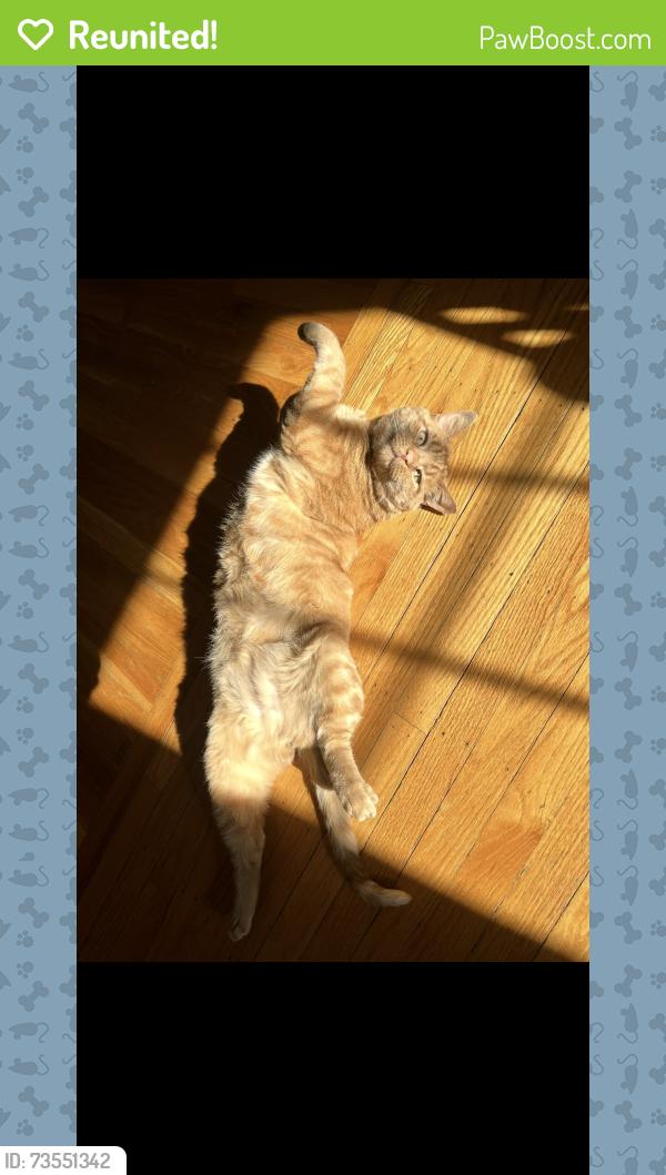 Reunited Male Cat last seen Radnor historical society, Wayne, PA 19087