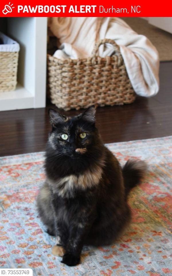 Lost Female Cat last seen Duke hmstd and Kirk Road, Durham, NC 27705