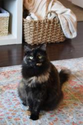 Lost Female Cat last seen Duke hmstd and Kirk Road, Durham, NC 27705