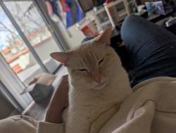 Lost Male Cat last seen Warrington and Arlington, Excelsior St,  15210