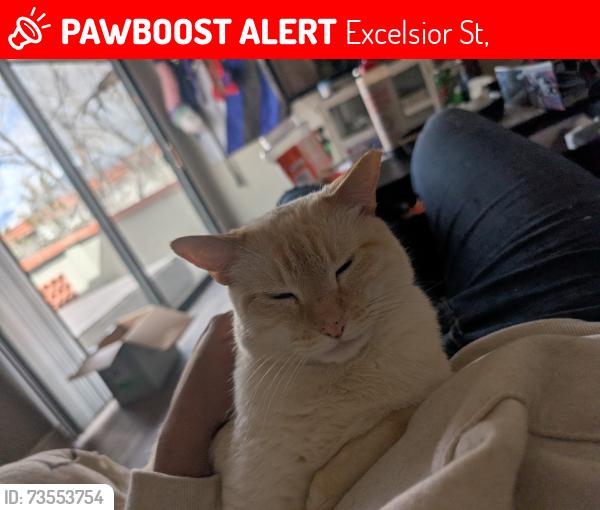 Lost Male Cat last seen Warrington and Arlington, Excelsior St,  15210