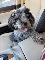 Reunited Male Dog last seen Mount Vernon Dr & Huntington Ave, Huntington, VA 22303