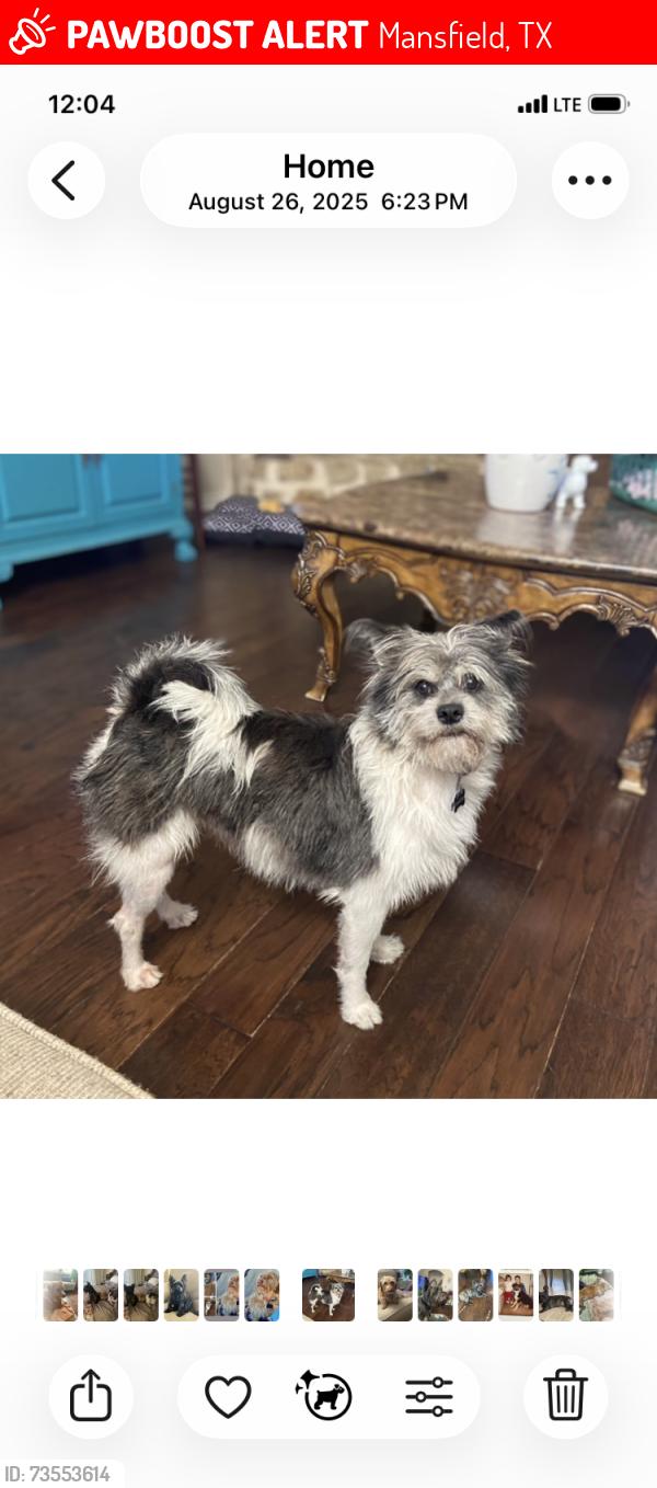 Lost Female Dog last seen Broad/Genesis, Mansfield, TX 75054