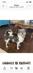 Lost Female Dog last seen Broad/Genesis, Mansfield, TX 75054