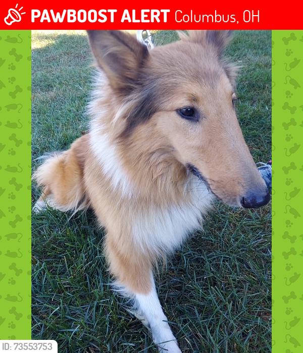 Lost Female Dog last seen VCA Sawmill and headed to the Trader Joe's parking lot at Sawmill and Snouffer Roads, Columbus, OH 43235