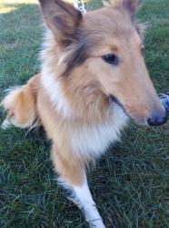 Lost Female Dog last seen VCA Sawmill and headed to the Trader Joe's parking lot at Sawmill and Snouffer Roads, Columbus, OH 43235
