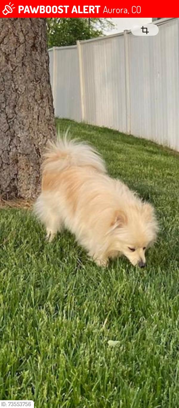 Lost Male Dog last seen Sable, Aurora, CO 80011