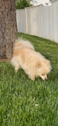 Lost Male Dog last seen Sable, Aurora, CO 80011