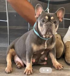 Reunited Female Dog last seen Pocatello Dr / Gallatin Ln, Tomball, TX 77377