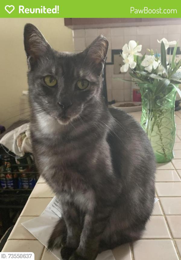 Reunited Female Cat last seen Francis St, Kissimmee, FL 34741, USA, Kissimmee, FL 34741