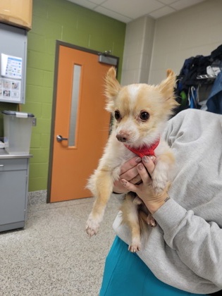 Shelter Stray Male Dog last seen Lorton,VA,22079,Lorton Stn Blvd/Milford Heaven Dr, Fairfax County, VA, 4500 West Ox Rd, Fairfax, VA 22030, USA
