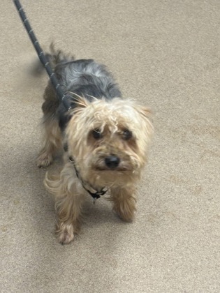 Shelter Stray Male Dog last seen Near Chamblee Tucker Road, Tucker, GA, 30084, 30084, GA, 3280 Chamblee Dunwoody Rd, Chamblee, GA 30341, USA