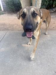 Shelter Stray Male Dog last seen Near Memorial Dr, 30083, GA, 3280 Chamblee Dunwoody Rd, Chamblee, GA 30341, USA
