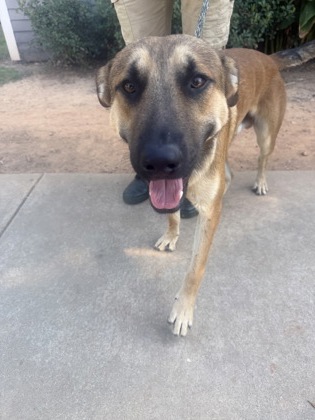 Shelter Stray Male Dog last seen Near Memorial Dr, 30083, GA, 3280 Chamblee Dunwoody Rd, Chamblee, GA 30341, USA