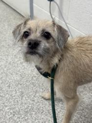 Shelter Stray Female Dog last seen Near Block Cedonia Ave, 21206, MD, 2490 Giles Rd, Baltimore, MD 21225, USA