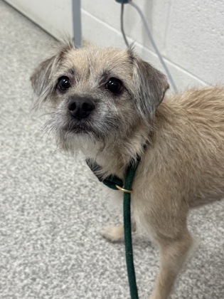 Shelter Stray Female Dog last seen Near Block Cedonia Ave, 21206, MD, 2490 Giles Rd, Baltimore, MD 21225, USA