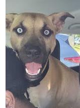 Shelter Stray Unknown Dog last seen Near Buford Hwy Atlanta GA 30341, 30341, GA, 3280 Chamblee Dunwoody Rd, Chamblee, GA 30341, USA