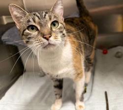 Shelter Stray Female Cat last seen Near N Payson Street, 21217, MD, 2490 Giles Rd, Baltimore, MD 21225, USA